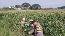 Demi Panen Maksimal, Bhabinkamtibmas Banjaran Intensif Dampingi Petani Jagung