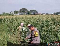 Demi Panen Maksimal, Bhabinkamtibmas Banjaran Intensif Dampingi Petani Jagung