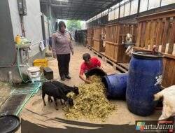 Tingkatkan Produktivitas, Polisi Kediri Dampingi Peternak Kambing Dukung Ketahanan Pangan