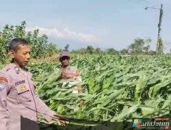 Menyemai Harapan di Ladang Blimbing: Langkah Polsek Tarokan Kawal Swasembada Pangan