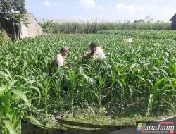 Polsek Wates Dampingi Petani Desa Pojok Rawat Jagung, Perkuat Swasembada Pangan
