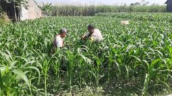 Jelang Panen, Polsek Plosoklaten Dampingi Petani Jagung Pantau Kualitas Hasil