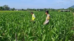 Panen Berkualitas dan Terserap Bulog, Bhabinkamtibmas Datengan Beri Edukasi Petani Jagung