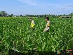 Panen Berkualitas dan Terserap Bulog, Bhabinkamtibmas Datengan Beri Edukasi Petani Jagung