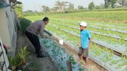 Dukung Ketahanan Pangan, Polisi Kediri Dampingi Petani Bengkoang Jaga Produktivitas Lahan