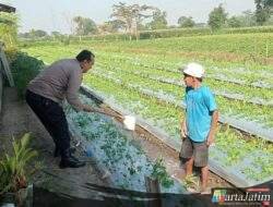Dukung Ketahanan Pangan, Polisi Kediri Dampingi Petani Bengkoang Jaga Produktivitas Lahan