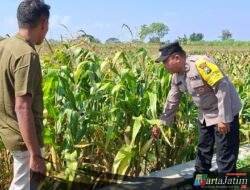 Polsek Pagu Kawal Pertumbuhan Jagung Warga untuk Dukung Swasembada Pangan