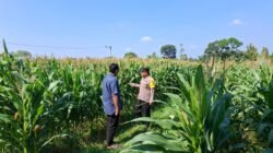 Masa Tanam Jagung Dimulai, Petani di Pagu Dapat Pendampingan Lapangan
