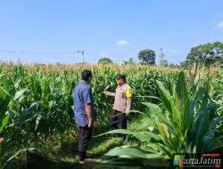 Masa Tanam Jagung Dimulai, Petani di Pagu Dapat Pendampingan Lapangan