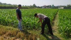 Dukung Asta Cita Presiden, Kanit Binmas Polsek Tarokan Terjun Langsung ke Sawah Pantau Petani