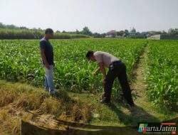 Dukung Asta Cita Presiden, Kanit Binmas Polsek Tarokan Terjun Langsung ke Sawah Pantau Petani
