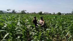 Wujud Polri untuk Masyarakat, Bhabinkamtibmas Semampir Dampingi Petani Jagung