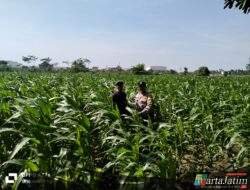Wujud Polri untuk Masyarakat, Bhabinkamtibmas Semampir Dampingi Petani Jagung