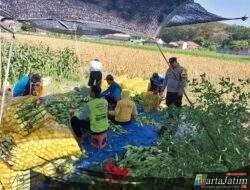 Panen Jagung Melimpah, Bhabinkamtibmas Banjaran Dorong Produktivitas Petani untuk Swasembada Pangan