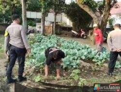 Dukung Ketahanan Pangan, Polres Kediri Dampingi KWT Sido Makmur Budidayakan Bunga Kol