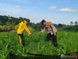 Mengabdi dari Desa, Bhabinkamtibmas Polsek Mojo Dorong Kesuksesan Panen Jagung Warga