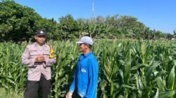 Bhabinkamtibmas Wonoasri Dampingi Petani Jagung, Wujud Nyata Dukungan Polri terhadap Ketahanan Pangan Nasional