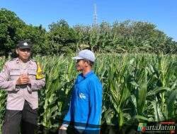 Bhabinkamtibmas Wonoasri Dampingi Petani Jagung, Wujud Nyata Dukungan Polri terhadap Ketahanan Pangan Nasional