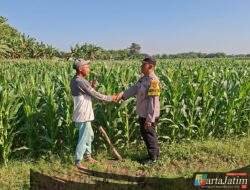 Bhabinkamtibmas Desa Cerme Dampingi Petani Rawat Tanaman Jagung, Wujud Dukungan Polri terhadap Ketahanan Pangan