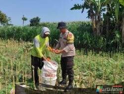 Mengawal Pangan dari Desa, Bhabinkamtibmas Puhrubuh Dampingi Petani Saat Panen Jagung