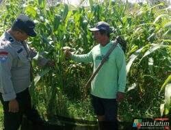 Polisi dan Petani Bahas Antisipasi Hama Jagung, Produktivitas Lahan Jadi Perhatian