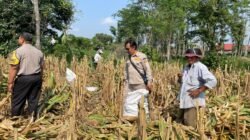 Polsek Plosoklaten Dampingi Evaluasi Pascapanen Jagung, Petani Siapkan Musim Tanam Baru