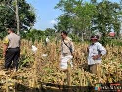 Polsek Plosoklaten Dampingi Evaluasi Pascapanen Jagung, Petani Siapkan Musim Tanam Baru