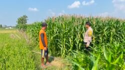 Polri dan Petani Bersinergi, Bhabinkamtibmas Sumberejo Kawal Jagung Berbuah Menuju Panen Melimpah