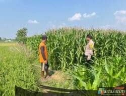 Polri dan Petani Bersinergi, Bhabinkamtibmas Sumberejo Kawal Jagung Berbuah Menuju Panen Melimpah