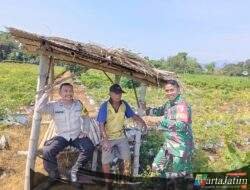 Bhabinkamtibmas Dermo Dampingi Petani Jagung, Perkuat Ketahanan Pangan Menuju Swasembada