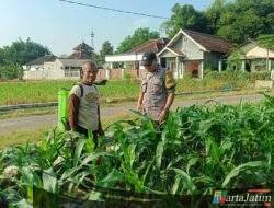 Bhabinkamtibmas Polsek Mojoroto Cek Pertumbuhan Jagung, Perkuat Ketahanan Pangan Menuju Swasembada