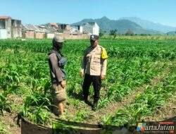 Bhabinkamtibmas Ngampel Aktif Dampingi Petani, Wujud Pengabdian Polri untuk Ketahanan Pangan