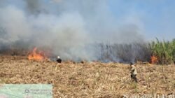 Niat Bakar Daun Kering Berujung Petaka, Lahan Tebu Siap Panen di Kunjang Kediri Ludes, Rugi Rp80 Juta!