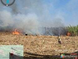 Niat Bakar Daun Kering Berujung Petaka, Lahan Tebu Siap Panen di Kunjang Kediri Ludes, Rugi Rp80 Juta!