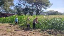 Bhabinkamtibmas Polsek Mojoroto Perkuat Ketahanan Pangan, Edukasi Petani Jagung di Kelurahan Gayam