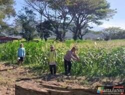 Bhabinkamtibmas Polsek Mojoroto Perkuat Ketahanan Pangan, Edukasi Petani Jagung di Kelurahan Gayam