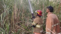 Lahan Tebu di Papar Kediri Terbakar Hebat, Respons Cepat Damkar Pos Pare Selamatkan Aset Puluhan Juta
