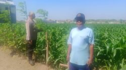 Dukung Swasembada Pangan, Bhabinkamtibmas Sukorame Turun ke Sawah Dampingi Petani Jagung
