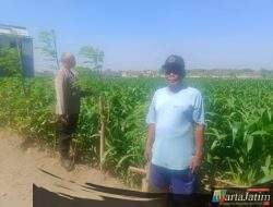 Dukung Swasembada Pangan, Bhabinkamtibmas Sukorame Turun ke Sawah Dampingi Petani Jagung