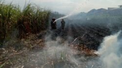 Lalai Bakar ‘Daduk’, Lahan Tebu di Mojo Terbakar Hebat: Damkar Berhasil Selamatkan Rumah dan Mushola Senilai Rp400 Juta