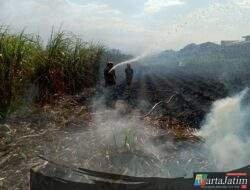 Lalai Bakar ‘Daduk’, Lahan Tebu di Mojo Terbakar Hebat: Damkar Berhasil Selamatkan Rumah dan Mushola Senilai Rp400 Juta