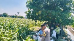 Bhabinkamtibmas Semampir Dampingi Petani Jagung, Wujud Nyata Dukungan Polri terhadap Ketahanan Pangan