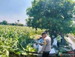 Bhabinkamtibmas Semampir Dampingi Petani Jagung, Wujud Nyata Dukungan Polri terhadap Ketahanan Pangan