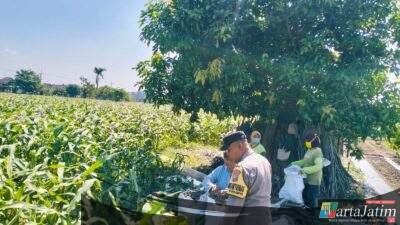 Bhabinkamtibmas Semampir Dampingi Petani Jagung, Wujud Nyata Dukungan Polri terhadap Ketahanan Pangan