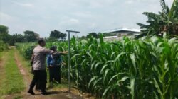 Bhabinkamtibmas Bandar Kidul Perkuat Ketahanan Pangan Lewat Pendampingan Petani Jagung di Mojoroto