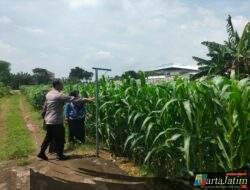Bhabinkamtibmas Bandar Kidul Perkuat Ketahanan Pangan Lewat Pendampingan Petani Jagung di Mojoroto