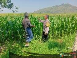 Sinergi Polri dan Petani, Bhabinkamtibmas Bujel Pantau Tanaman Jagung Demi Swasembada Pangan