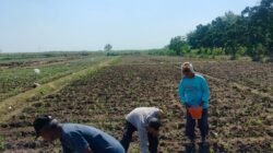 Bhabinkamtibmas Dermo Dampingi Petani Jagung, Perkuat Ketahanan Pangan dan Jaga Kamtibmas di Wilayah