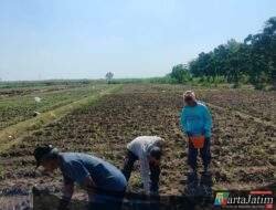 Bhabinkamtibmas Dermo Dampingi Petani Jagung, Perkuat Ketahanan Pangan dan Jaga Kamtibmas di Wilayah