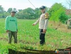 Bhabinkamtibmas Polsek Mojoroto Turun ke Sawah, Dampingi Petani Jagung Wujudkan Swasembada Pangan Nasional